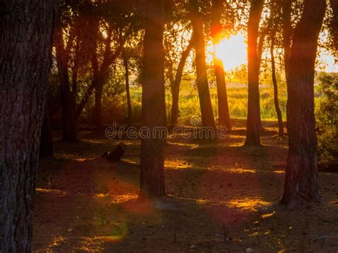 Mediterranean Pine Trees Forest Stock Image Image Of Farmland