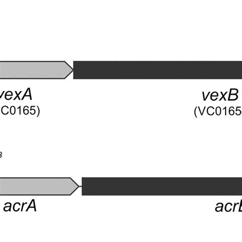 Genetic Organization Of Rnd Efflux Systems A Schematic Of The V Download Scientific Diagram