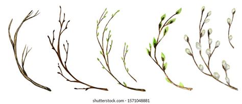 5 905 Pussy Willow Illustration Images Stock Photos Vectors