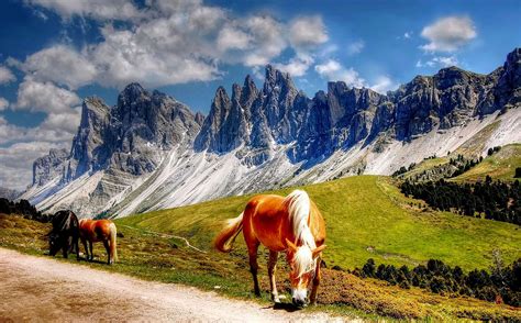 Pasture Horses Mountains 4k Hd Wallpaper Rare Gallery