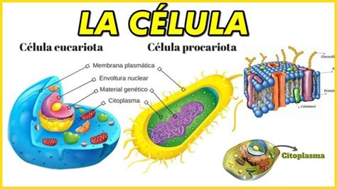 Diferencia Entre Membrana Celular Y Pared Celular Actualizado