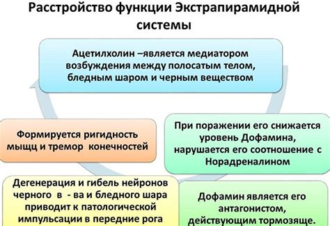 Ацетилхолин: общие сведения, синтез, классификация и функции гормона