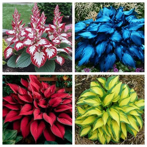 hostas color 5