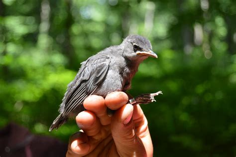 BIRD BANDING