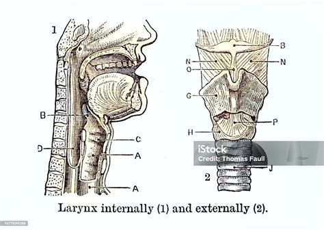 Diagram Medis Laring Ilustrasi Stok Unduh Gambar Sekarang Pita