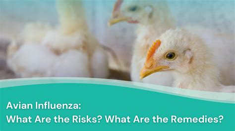 Avian Influenza Bird Flu It’s Resurgence Risks And Treatment Jase Medical