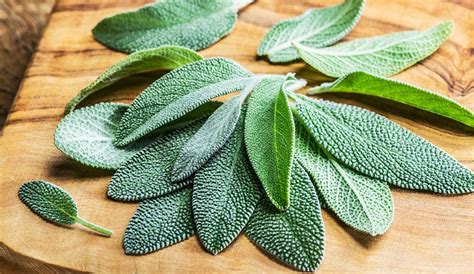 growing sage  guide  planting growing  sage plant gilmour
