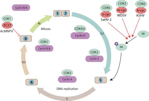 modulation  host cell cycle  viral cyclin  protein viralzone