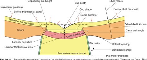 Optic Nerve Diagram