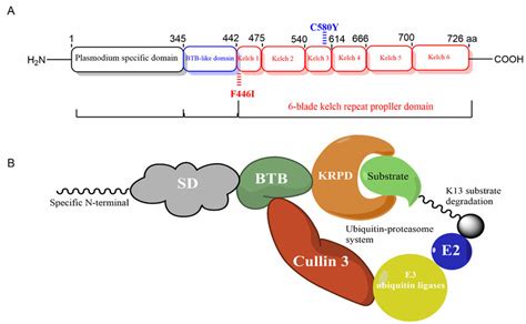 Mutations And Structural Representation Of Pfk13 And Its Putative