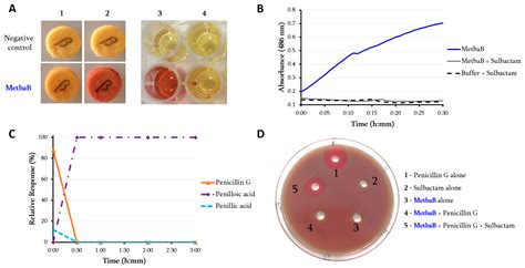 Life Free Full Text Dual RNase and β lactamase Activity of a Single