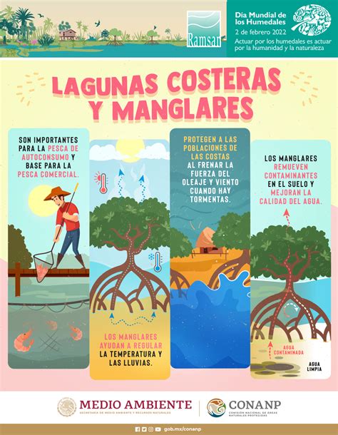 Lagunas Costeras Y Manglares Infograf A Conanp Agua Org Mx