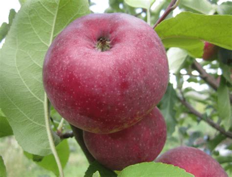 Яблоня Лобо – купить в питомнике по цене 329 ₽ с доставкой по всей России.