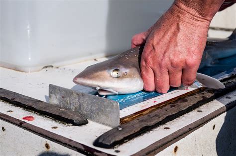 Steeds Meer Haaien In De Noordzee Maar Waar Zwemmen Ze Heen Trouw