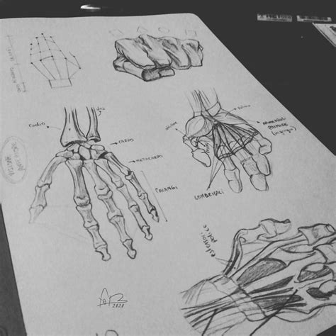 Anatomy studies #4 by feb-art on DeviantArt