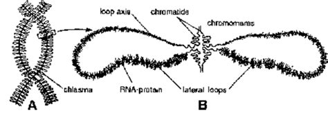 Chromosomes