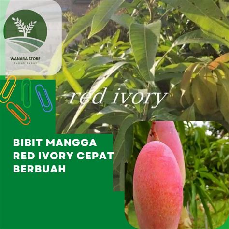 Jual Bibit Tanaman Mangga Red Emperor Super Genjah Shopee Indonesia