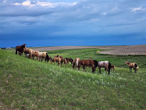 Serious Inquiries Only... - Serious Inquiries Only Equine