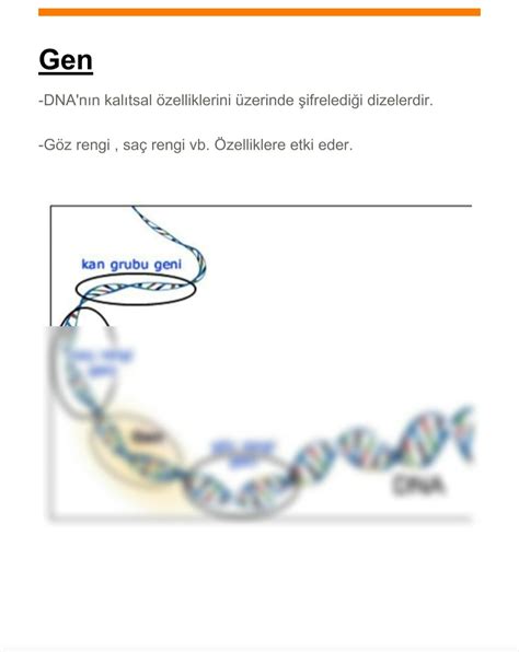 Solution 8sinif Fen Bilimleri Dna Ve Genetik Kod Aso Studypool