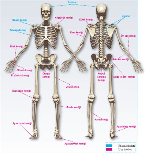 Kemik Dokusu Nedir Kemik Doku G Revleri Ve E Itleri Nelerdir Fikir