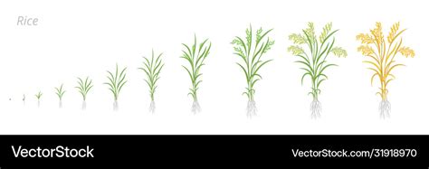 Rice Plant Growth Stages Development Cycle Oryza Vector Image