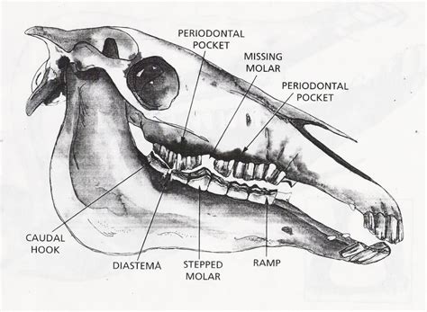 Horse Teeth Anatomy