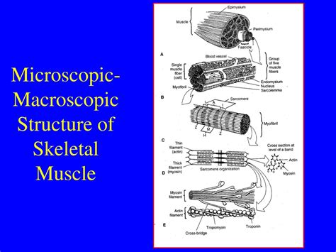 introduction  skeletal muscle structure  function powerpoint