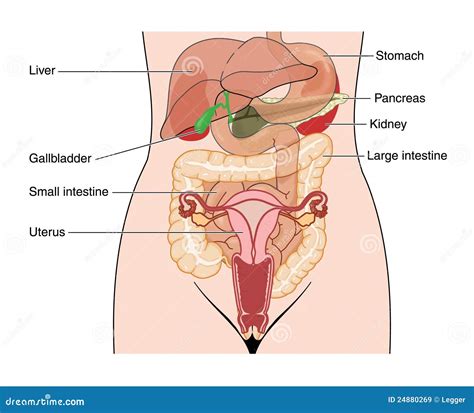 The Abdominal Organs Royalty-Free Cartoon | CartoonDealer.com #169376498