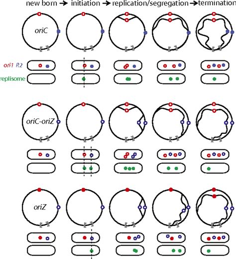 Origin Of Replication Bacteria