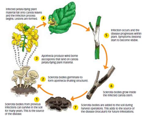 Sclerotinia Stem Rot Of Canola