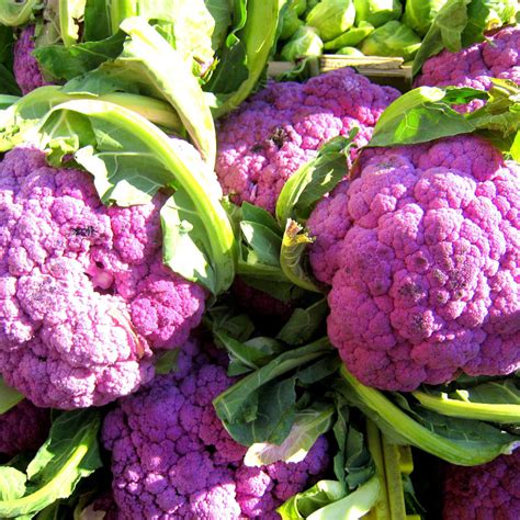 Cauliflower Violet Grow Heirloom Seed