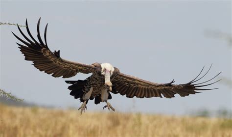 African Vultures Plummet In Numbers New Study Shows Mark Avery