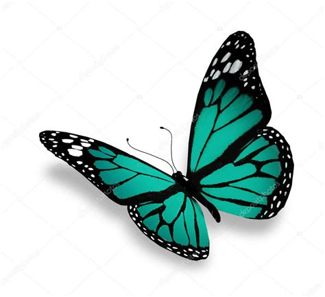 Turquoise Butterfly Isolated On White Background Stock Photo Sun