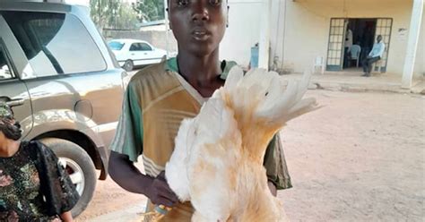 Police Arrest 17 Year Old Boy For Having Sex With Chicken In Adamawa Pulse Nigeria
