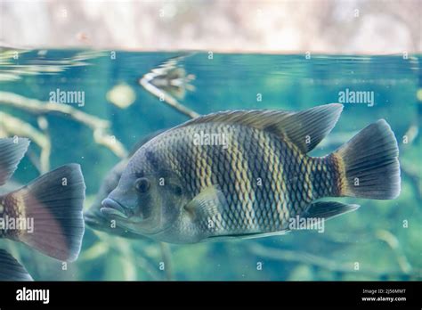 zebra species  tilapia