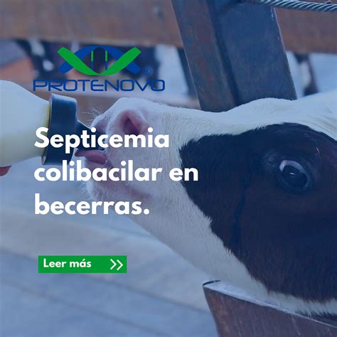 Septicemia Colibacilar En Becerras Causas S Ntomas Prevenci N Y