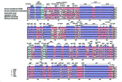 Alignment Of The Six Chloroplast Genome Sequences VISTA Based