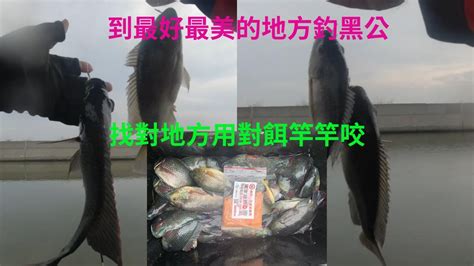 釣魚釣黑公到最好最美的地方釣黑公找對地方竿竿咬黑公 練餌 蘇信州 Fishing クロダイ 감성돔 ตกปลา