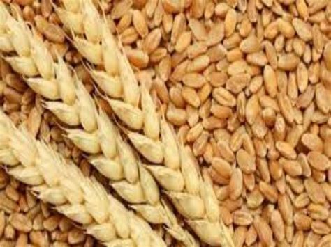 Target To Purchase Lakh Metric Tons Of Wheat