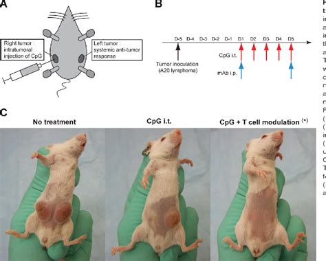 Figure From T Cell Modulation Combined With Intratumoral Cpg Cures