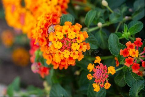 Red Orange And Yellow Lantana Camara Flowers Stock Photo Image Of