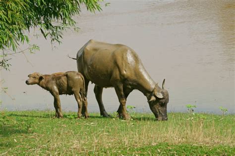 730 Cow Water Brown Reflection Stock Photos Pictures And Royalty Free