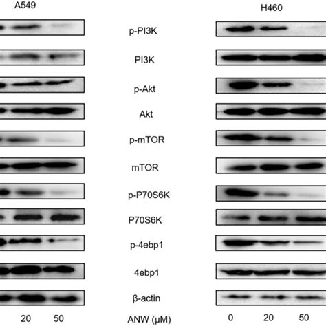 Anwuligan Inhibits The Pi K Akt Mtor Signaling Pathway In Nsclc Cells