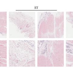 Representative Longitudinal Histological Sections Stained With