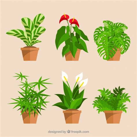 Plant Vector Art At Collection Of Plant Vector Art