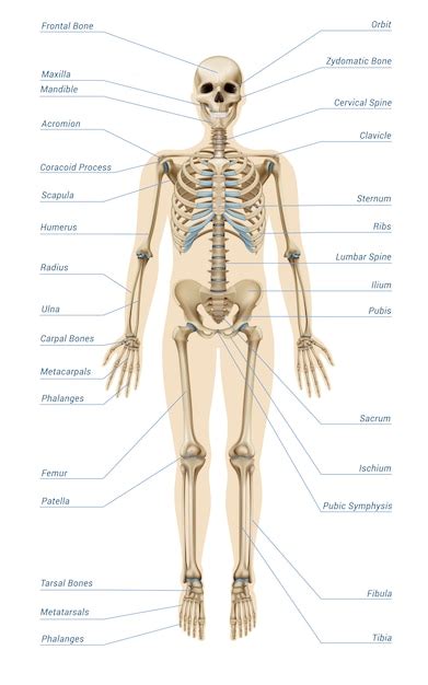 Strona 7 Anatomia Czlowieka Zdjęcia darmowe pobieranie na Freepik