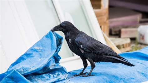 Ravens as Pets | Do They Make Good Pets? - EXOtella