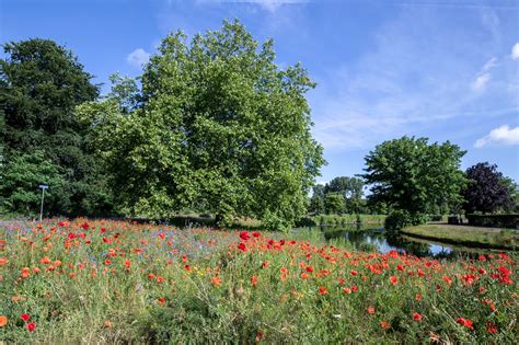 Natuur Op Z N Mooist Deze Weken Haarlem