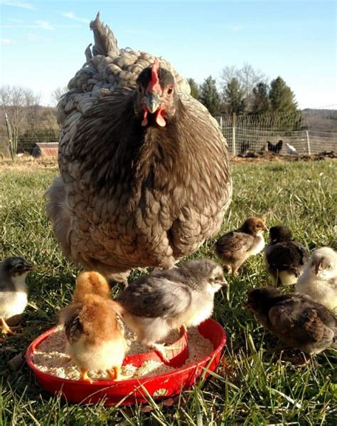 Heritage Breed Chickens and Why We Love Them