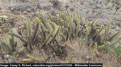 16 Types of Desert Cacti (With Pictures) - Identification Guide